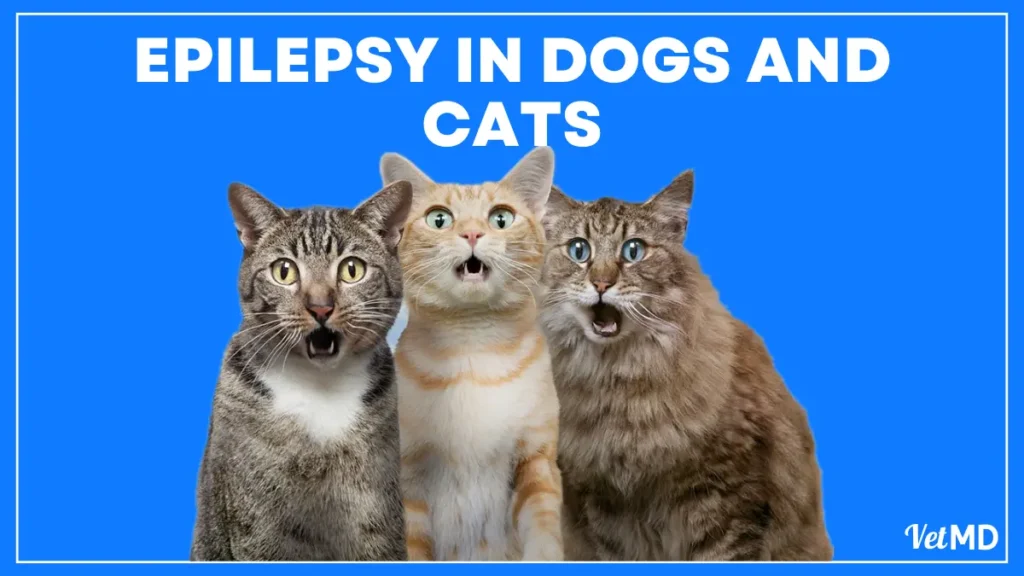 Epilepsy-in-Dogs-and-Cats