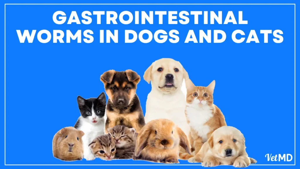 Gastrointestinal-Worms-in-Dogs-and-Cats