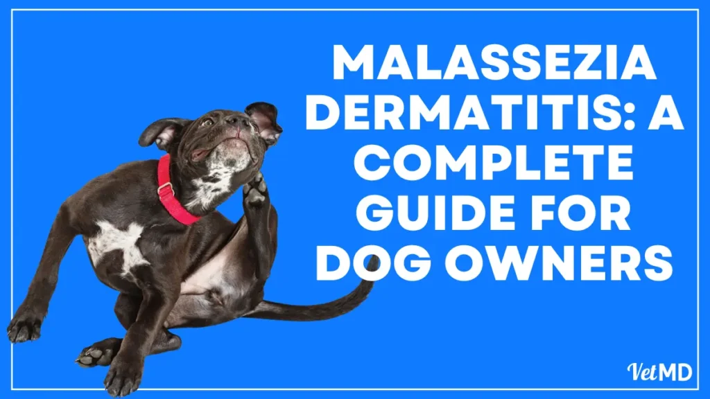 Malassezia-Dermatitis-A-Complete-Guide-for-Dog-Owners
