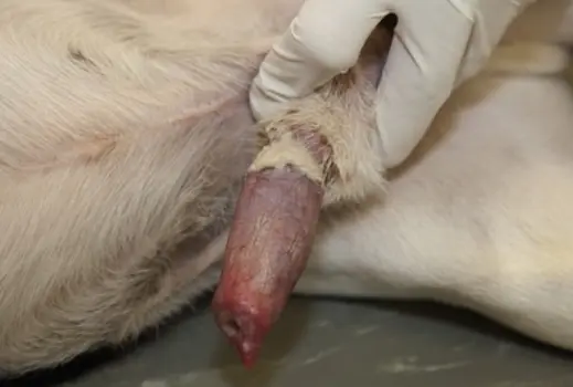 Preputial-and-Vaginal-Discharge-in-Dogs-and-Cats (11)