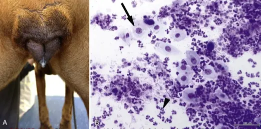 Preputial-and-Vaginal-Discharge-in-Dogs-and-Cats (7)
