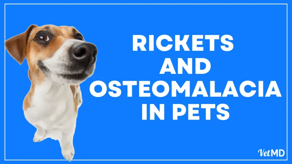 Rickets-and-Osteomalacia-in-Pets