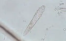 demodicosis-in-dog-demodex-mites-photo