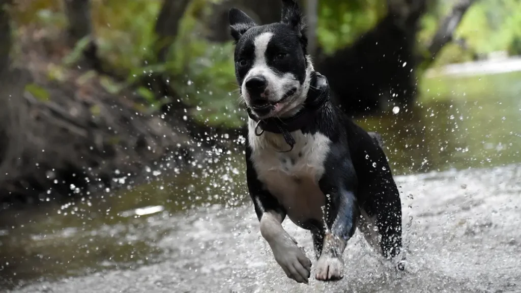 Minerals Identifying Optimal Sources in Quality Dog Food