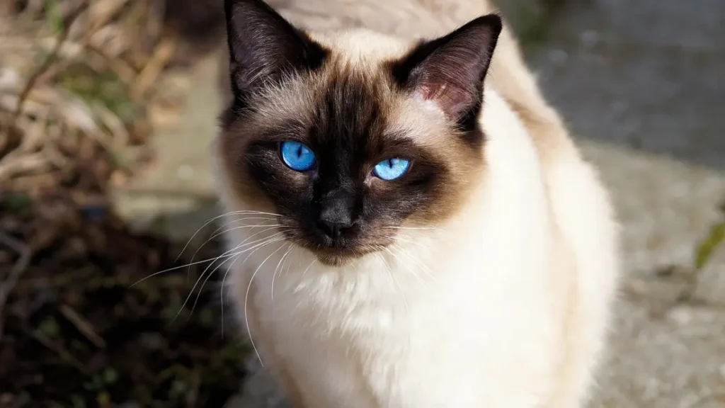 Siamese-Cat-Breed-information