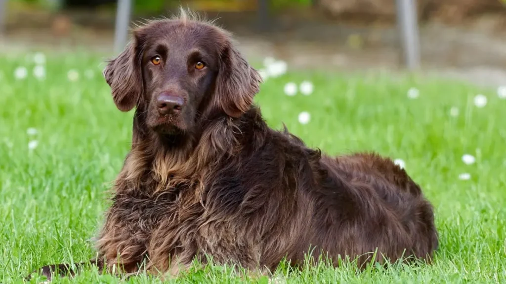 The Best Food for Dogs with Sensitive Stomachs