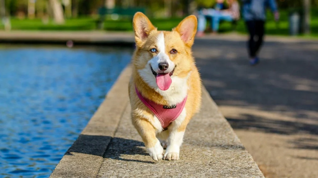 What is Best Dog Food How to Choose Best Dog Food