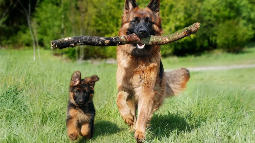 How to Remove a Tick from Your Dog