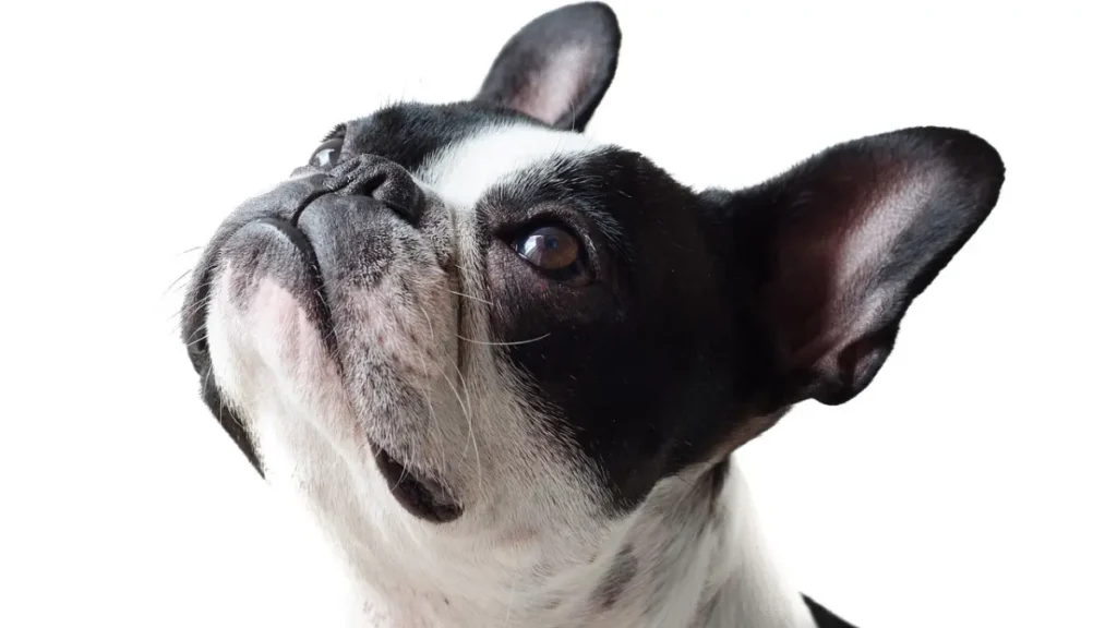 Pneumonia in Dogs Causes, Symptoms, Diagnosis and Treatment